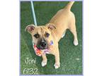 Joni, American Pit Bull Terrier For Adoption In Holly Springs, Georgia