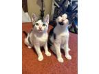 John Claude Van Kitten And Val Kittiemer, Domestic Shorthair For Adoption In