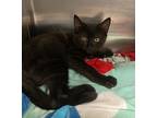 Marill, Domestic Shorthair For Adoption In Grants Pass, Oregon