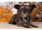 Thumper, Terrier (unknown Type, Small) For Adoption In Gilbert, Arizona