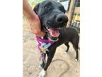 Shelby Anne Family Dream Mini Labrador, Labrador Retriever For Adoption In
