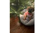 Spritz, Labrador Retriever For Adoption In Amherst, New York