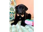 Shadow Mendiola, Labrador Retriever For Adoption In Friendswood, Texas