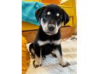 Chase Mendiola, Labrador Retriever For Adoption In Friendswood, Texas