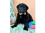 Snacks Mendiola, Labrador Retriever For Adoption In Friendswood, Texas