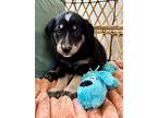 Coral Mendiola, Labrador Retriever For Adoption In Friendswood, Texas