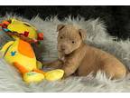 Danika New Caney, Labrador Retriever For Adoption In Friendswood, Texas