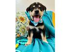 Charlie Mendiola, Labrador Retriever For Adoption In Friendswood, Texas