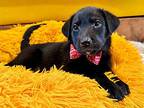 Rey Mendiola, Labrador Retriever For Adoption In Friendswood, Texas