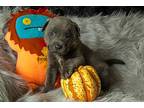 Drake New Caney, Labrador Retriever For Adoption In Friendswood, Texas