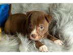 Darwin New Caney, Labrador Retriever For Adoption In Friendswood, Texas