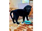 Lucky Mendiola, Labrador Retriever For Adoption In Friendswood, Texas