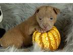 Darcy New Caney, Labrador Retriever For Adoption In Friendswood, Texas