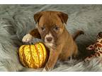 Dominic New Caney, Labrador Retriever For Adoption In Friendswood, Texas