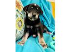 Sheba Mendiola, Labrador Retriever For Adoption In Friendswood, Texas
