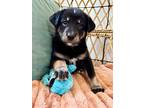 Marley Mendiola, Labrador Retriever For Adoption In Friendswood, Texas