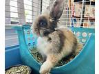 Caramel, Lionhead For Adoption In Mattawan, Michigan