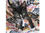 Drew, Domestic Shorthair For Adoption In Long Beach, California
