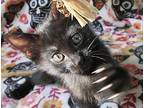 Bo, Domestic Shorthair For Adoption In Long Beach, California