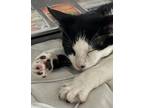 Snoopy, Domestic Shorthair For Adoption In Long Beach, California