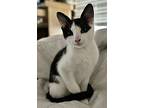 Robin, Domestic Shorthair For Adoption In Long Beach, California