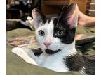 Vik, Domestic Shorthair For Adoption In Long Beach, California