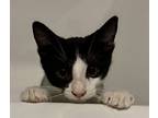 Beans, Domestic Shorthair For Adoption In Long Beach, California