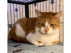 Fluffy, Domestic Shorthair For Adoption In Bloomingdale, New Jersey