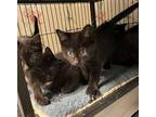Black Kittens, Domestic Shorthair For Adoption In Bloomingdale, New Jersey