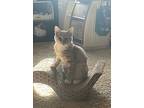 Mischief - Shannon's Litter, Domestic Longhair For Adoption In Phoenix, Arizona