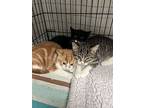 Chester, Domestic Shorthair For Adoption In Bloomingdale, New Jersey