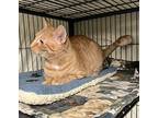 Fiona, Domestic Shorthair For Adoption In Bloomingdale, New Jersey