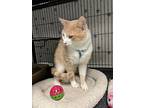 Harry, Domestic Shorthair For Adoption In Bloomingdale, New Jersey