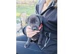Luna, Labrador Retriever For Adoption In Berkley, Michigan