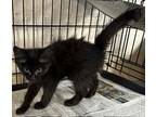 Lola, Domestic Longhair For Adoption In Apollo, Pennsylvania
