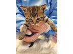 Lokum, Domestic Shorthair For Adoption In Stouffville, Ontario