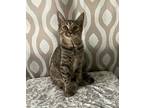 Diana, Domestic Shorthair For Adoption In Framingham, Massachusetts