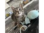 Louie, Domestic Shorthair For Adoption In Glendale, Arizona