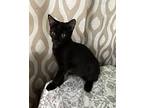 Ross, Domestic Shorthair For Adoption In Framingham, Massachusetts