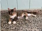 Daisy, Domestic Mediumhair For Adoption In Framingham, Massachusetts