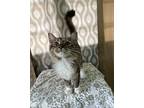 Izzy, Domestic Mediumhair For Adoption In Framingham, Massachusetts
