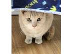 Brulee, Domestic Shorthair For Adoption In Apollo, Pennsylvania