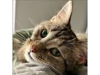 Tilly, Domestic Shorthair For Adoption In Toronto, Ontario