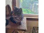 Rose, Domestic Shorthair For Adoption In Lorain, Ohio