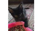 Kristophe Kristopherson, Domestic Mediumhair For Adoption In Ferndale, Michigan