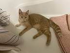 Charles, Domestic Shorthair For Adoption In Toronto, Ontario