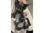 Willie Nelson, Domestic Mediumhair For Adoption In Ferndale, Michigan
