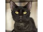 Junebug, Domestic Shorthair For Adoption In Winchendon, Massachusetts