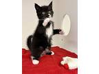 Louie, Domestic Mediumhair For Adoption In Dawson Creek, British Columbia