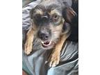 Pucca And Cucca, Terrier (unknown Type, Medium) For Adoption In Killeen, Texas